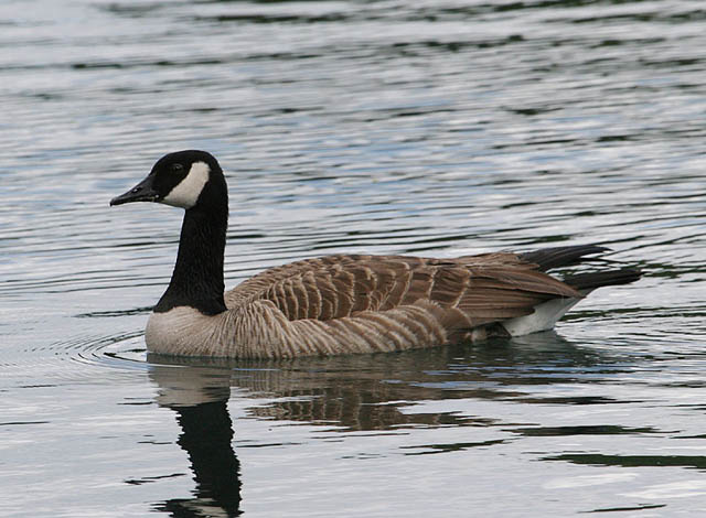 Canada Goose Branta canadensis Hawaii